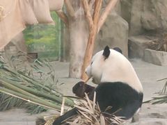 -灵玲国际马戏城