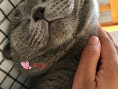 -海边的猫和咖啡馆