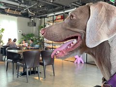 -百好乐宠物友好餐厅(朝外大街店)