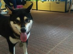 -柴犬高等学院·狗咖·柴犬售卖·宠物训练
