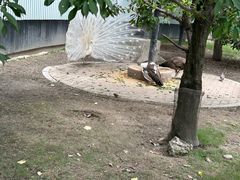 -成都动物园