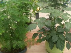 -龙大花卉苗木市场
