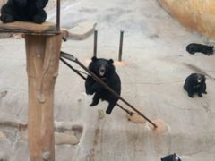 -东方熊牧场