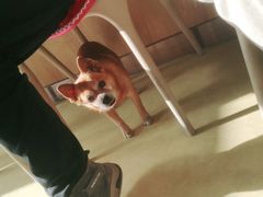 -瑞派宠物医院·中兽医专科(中央商城分院)