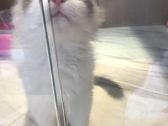 -悠尼宠物·独立低压伊珊娜洗护·美容·寄养(兰谷路店)