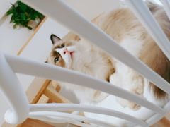 -李小姐の猫咖啡馆(五角场店)