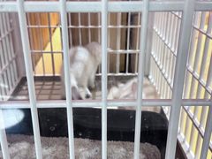 -藏猫猫咖啡主题馆(中央大道店)