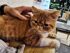 -平行世界·猫咖(首经贸店)