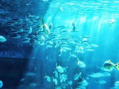 -北戴河圣蓝海洋公园