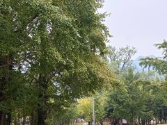 -千年银杏谷文化旅游区