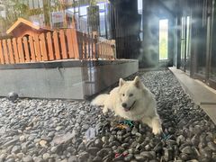 -上海崇明金茂凯悦酒店