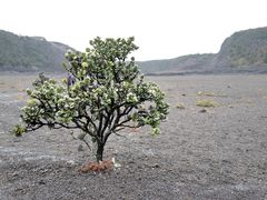 -夏威夷火山国家公园