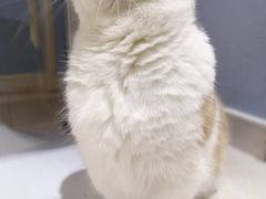 -喵的天空名猫咖啡馆·撸猫·猫舍·用品