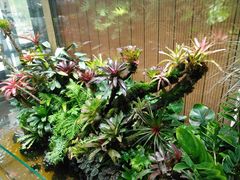 -森味薪火烧•烧鸟居酒屋•日本料理(望京店)