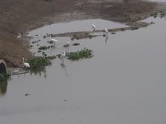 -湖南东洞庭湖国家级自然保护区