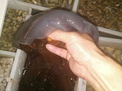 -三乐海鲜水饺馆