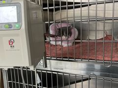 -艾贝尔宠物医院·24H转诊中心·肿瘤猫专科(江宁双龙店)
