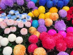 -越秀西湖花市(广州城市广场花卉店)