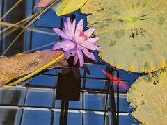 -国家植物园南园