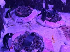 -暹罗海洋世界