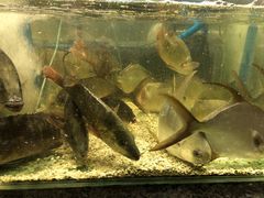 -Isla Sugbu Seafood City