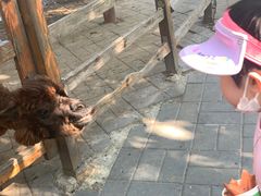 -北京鹿世界主题园