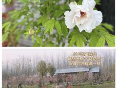 -合肥滨湖国家森林公园