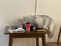 -猫友咖啡店(玉林西路店)