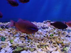 -太平洋海底世界