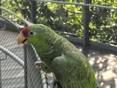 -新加坡飞禽公园