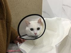 -伟伟宠物医院·CT影像中心·瑞派犬猫综合性门诊(汉口总院)