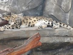 -青藏高原野生动物园