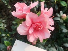 -成都杜甫草堂博物馆