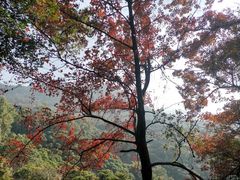 -广州市石门国家森林公园