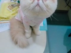 -佳怡动物医院·平价24小时·猫专科骨外科