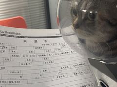 -伟伟宠物医院·CT影像中心·瑞派犬猫综合性门诊(汉口总院)