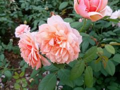 -人民公园(罗湖区)