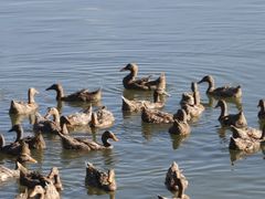 -野鸭湖国家湿地公园