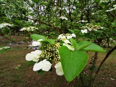 -蜀冈西峰生态公园