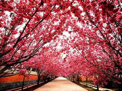 -莱阳濯村樱花园