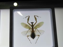 -上海昆虫博物馆