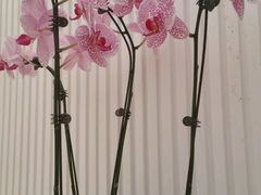 -西部兰花园生态园