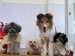-汪说·狗咖·拼豆·宠物周边DIY(旺城大厦店)