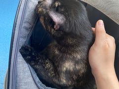 -创凡宠物医院·骨专科  猫科中心(西乡分院)