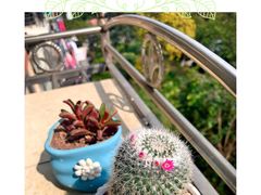 -双季花艺园艺市场(浦东店)