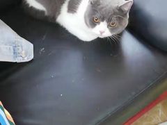 -A猫a狗全科·犬猫异宠·芥西宠物医院(南开总院)