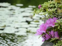 -上海滨江森林公园