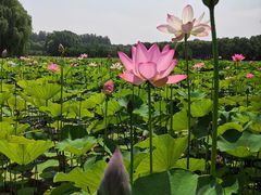 -东郊湿地公园