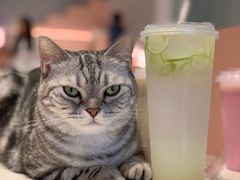 -猫儿山۰猫主题餐厅
