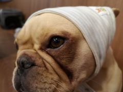 -柯斗斗主题餐厅·狗咖·围炉煮茶·茶饮(国瑞升平里店)